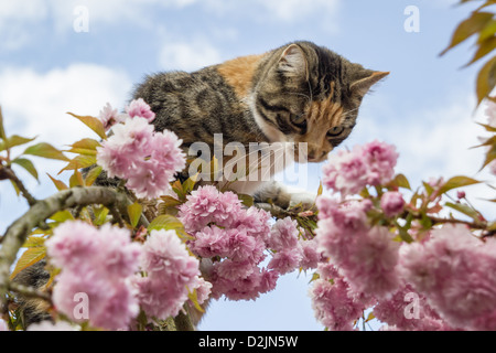 Esther the cat exploring an ornamental cherry tree. Stock Photo