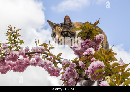 Esther the cat exploring an ornamental cherry tree. Stock Photo