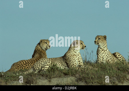 CHEETAH (Acinonyx jubatus) three males in sibling group Nairobi National Park Kenya Africa Stock Photo