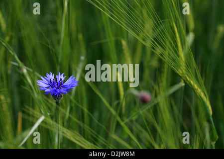 Cornflower in a field of barley Stock Photo