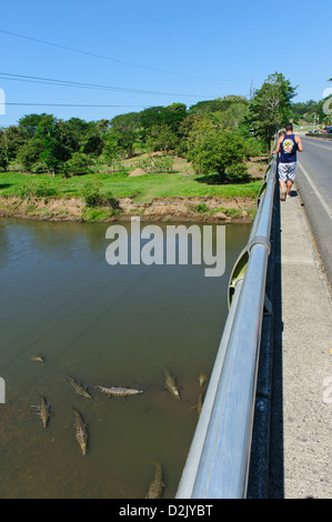 American crocodiles (Crocodylus acutus) seen from a bridge over the Tarcoles river. Route 34, Puntarenas Province. Costa Rica. Stock Photo