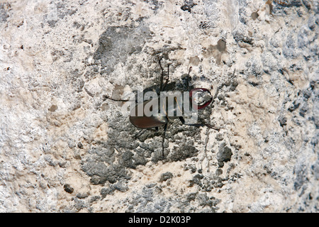 Top view of male european stag beetle on stone background Stock Photo