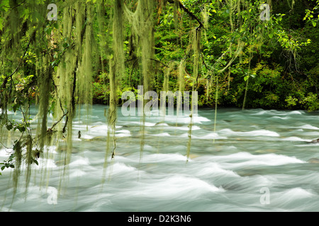 Old man's beard hanging over Dosewallips River, Jefferson County, Washington, USA Stock Photo