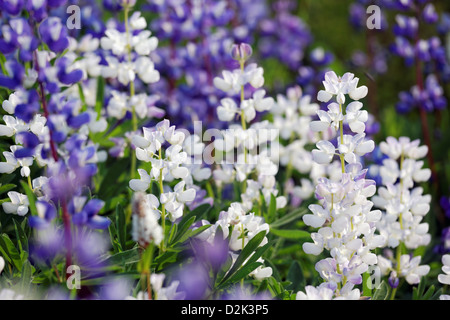 Purple and white lupine in subalpine meadow, Paradise, Mount Rainier National Park, Washington, USA Stock Photo