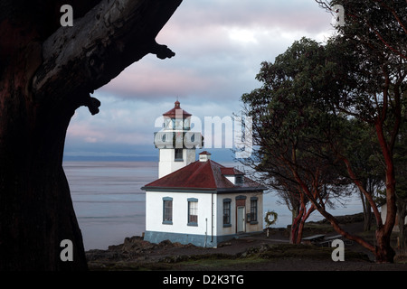Lime Kiln Lighthouse framed by Pacific Madrone at dawn, Washington Stock Photo