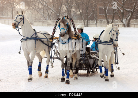 Russian Troika driving competitions in Moscow Stock Photo