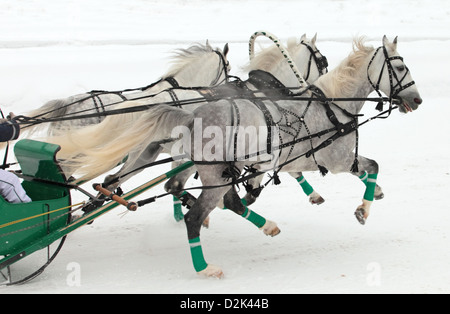 Russian Troika driving competitions in Moscow Stock Photo