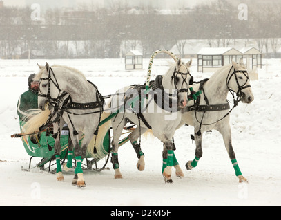 Russian Troika driving competitions in Moscow Stock Photo