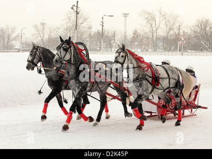 Russian Troika driving competitions in Moscow Stock Photo