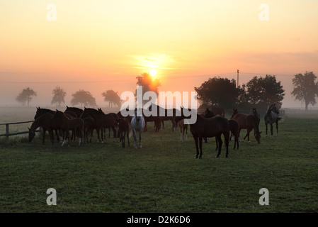 Graditz Germany, broodmares and foals in the morning in the pasture Stock Photo