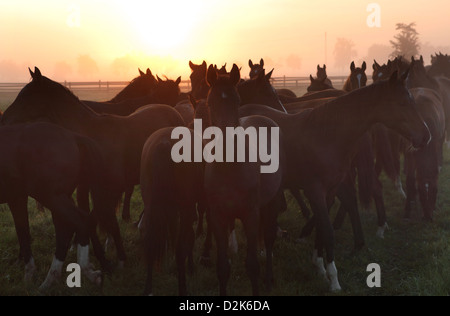 Graditz, Germany, horses in the morning in the pasture Stock Photo