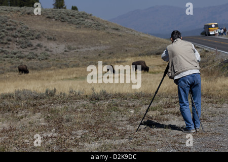 Male photographer photographing bison with use of tripod at Hayden Valley in Yellowstone National Park, Wyoming USA. Stock Photo