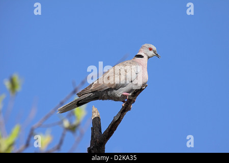 African mourning dove on branch in The Gambia Stock Photo