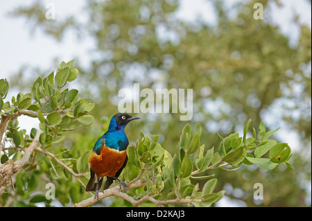 Superb Starling (Lamprotornis superbus) in Tsavo east national park, kenya Stock Photo