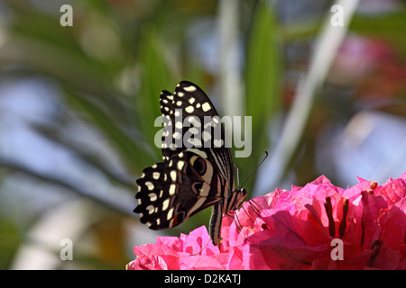 Citrus swallowtail butterfly from The Gambia Stock Photo