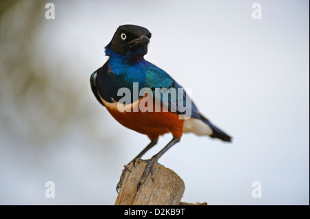 Superb Starling (Lamprotornis superbus) in Tsavo east national park, kenya Stock Photo