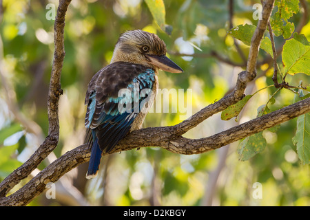 KookaburraBlue-winged or Northern Kookaburra (Dacelo leachii) perched in a Gum tree in the Northern Territory Stock Photo