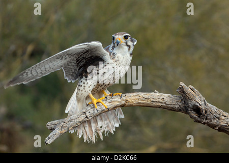 Prairie Falcon Falco mexicanus Arizona-Sonora Desert Museum, Tucson, Arizona, United States 22 January Adult Falconidae CAPTIVE Stock Photo