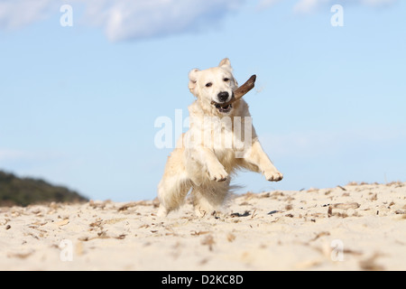 Dog Golden Retriever  adult running on the beach with a stick in its mouth Stock Photo