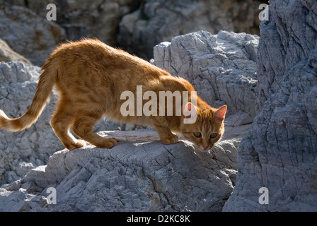 Ginger cat lurking in rocks Stock Photo