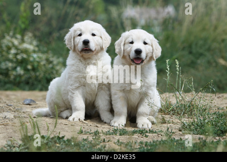 Dog Golden Retriever two puppies sitting on the ground Stock Photo