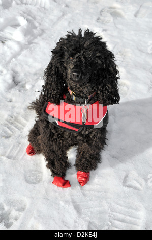 miniature poodle dog black in snow Stock Photo