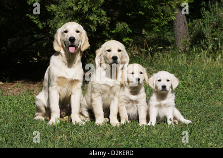 Dog Golden Retriever   Family of different generations (Young's and puppies) by size Stock Photo