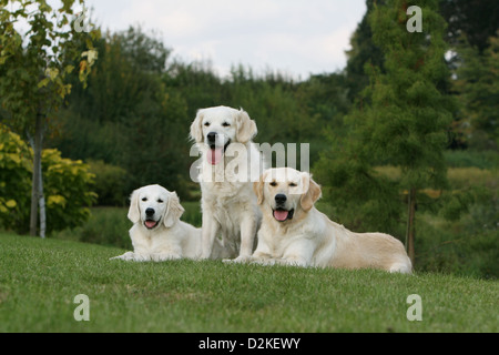 Dog Golden Retriever three adults and a puppy in a park Stock Photo