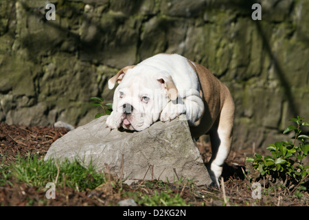 Dog English Bulldog puppy lying on a rock Stock Photo