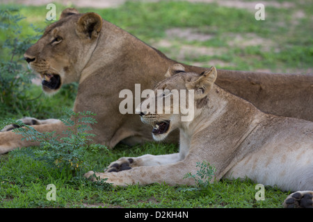 Pregnant Lioness in the Serengeti Stock Photo - Alamy