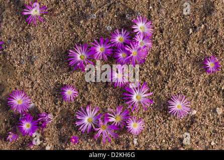 An annual mesemb (Dorotheanthus bellidiformis) in the Namaqua Desert, Namaqualand. South Africa Stock Photo