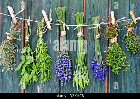 Different fresh herbs hanging on string indoors Stock Photo - Alamy