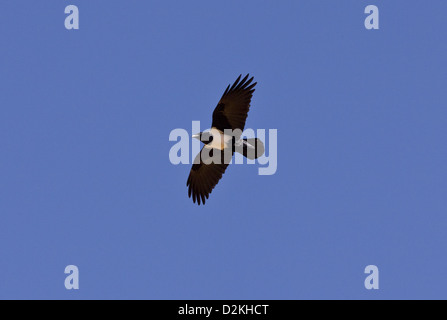 Pied Crow (Corvus albus) in flight, Namaqua Desert, Namaqualand. South Africa Stock Photo