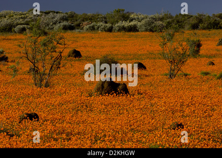 Termite mounds among Orange Daisies (Ursinia cakilefolia) Skilpad Reserve, Namaqua National Park, Namaqua Desert, South Africa Stock Photo