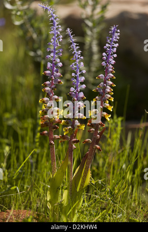 A small bulbous plant (Lachenalia mutabilis) in grassland, Cape, South Africa Stock Photo