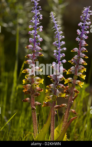 A small bulbous plant (Lachenalia mutabilis) in grassland, Cape, South Africa Stock Photo