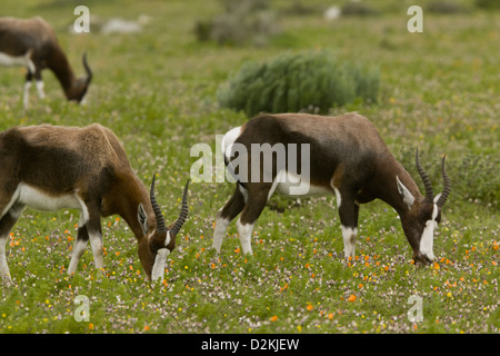 The endangered Bontebok (Damaliscus pygargus) feeding in flowery grassland, western Cape, South Africa Stock Photo