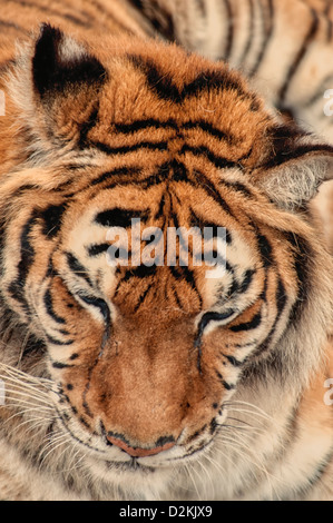 Tiger at the Wild Animal Sanctuary, Keenesburg, Colorado, USA Stock Photo