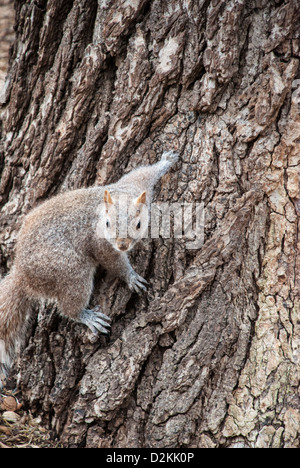 Eastern Gray Squirrel, Sciurus carolinensis, clinging to the bark of a tree in Washington Square Park, Greenwich Village, New York City, NY, USA Stock Photo