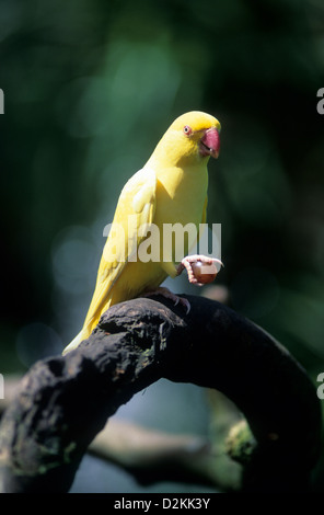 india native birds lutino indian ringneck parakeet psittacula krameri d2kk3y
