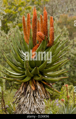 Cape Aloe (Aloe ferox) South Africa Stock Photo