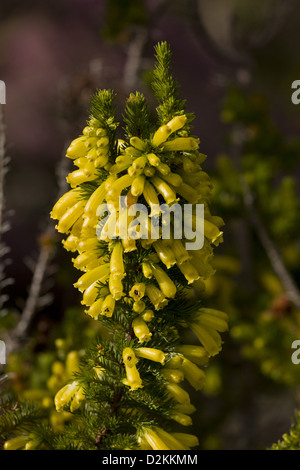 A cultivated heather (Erica nana x patersonia) close-up, South Africa Stock Photo