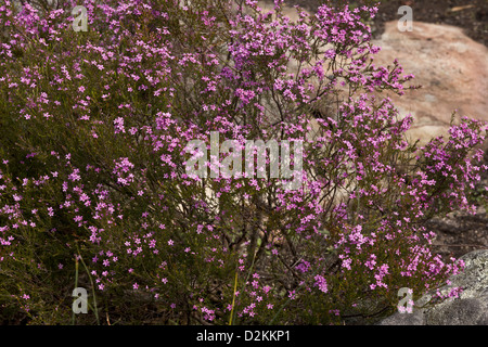 Confetti bush (Coleonema aspalathoides) endemic Cape native, but also grown in gardens. South Africa Stock Photo