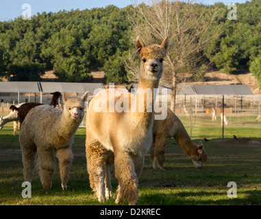 Alpacas grazing in a field Stock Photo