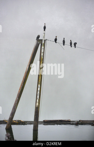 Cormorants sitting at rest on a foggy morning on the Multnomah Channel, Sauvie Island, Oregon. Stock Photo