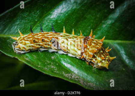 Orchard or Citrus Swallowtail Butterfly Caterpillar on a lemon tree leaf, Queensland, Australia Stock Photo