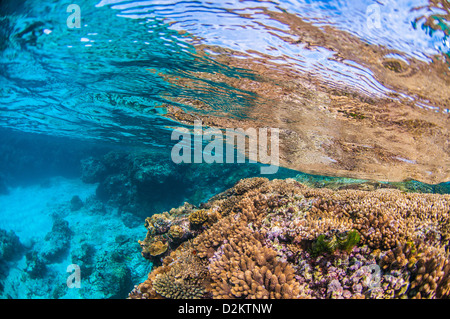 Underwater scene of coral reef, Lady Elliot Island, Great Barrier Reef, Queensland, Australia Stock Photo