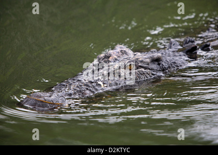 Saltwater Crocodile (Crocodylus porosus). Yellow Water billabong, Kakadu National Park, Northern Territory, Australia. Stock Photo