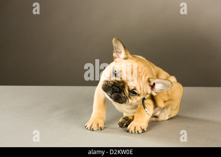 Six week old French bulldog puppy wearing a collar scratching his ear. Stock Photo