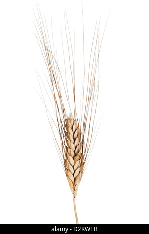 Ear of wheat (Triticum spp.) cultivar Senatore Cappelli Stock Photo